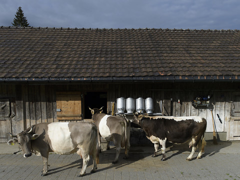 Campagne 