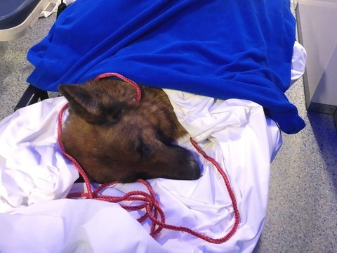 Chienne allemande sauvée après avoir parcouru plus de 400 km