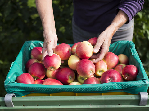 La Confédération autorise l'importation de 8000 tonnes de pommes