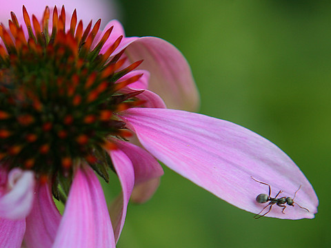 Une colonie de fourmis méditerranéennes envahit Cully (VD)