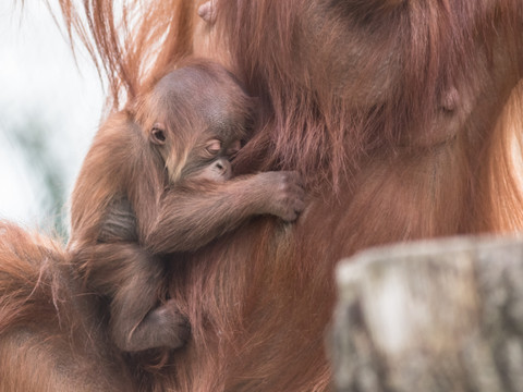 Bornéo:déforestation grande responsable du déclin des orangs-outans