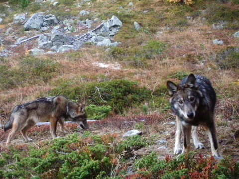 Sept loups formellement identifiés en Valais