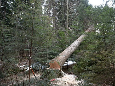 Forêt de Bialowieza: Varsovie enfreint la loi européenne