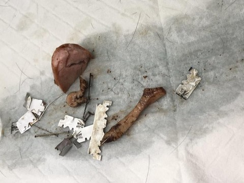 Appâts empoisonnés: trois chiens meurent à Rohrbach (BE)
