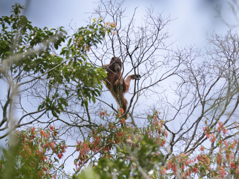 Indonésie: violents feux de forêts à Sumatra et Bornéo