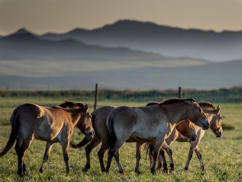 Fin de course pour les chevaux sauvages