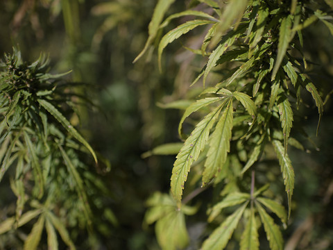 Le cannabis légal ne respecte pas toujours les exigences de la loi
