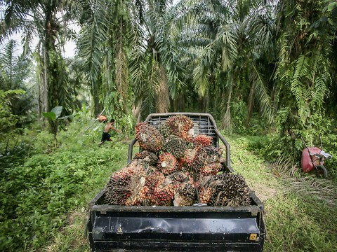 L'importation massive d'huile de palme inquiète Genève