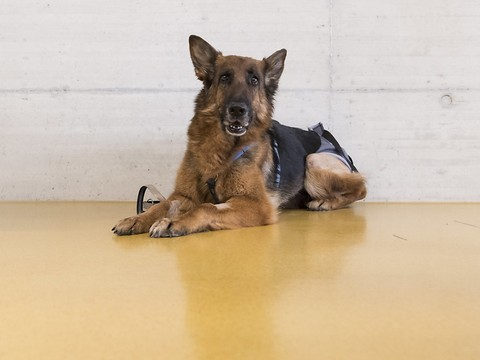 Après son périple de 400 km, la chienne Rapunzel rentre chez elle