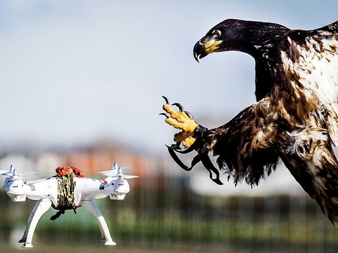 Deux aiglons en dressage à Genève pour intercepter les drones