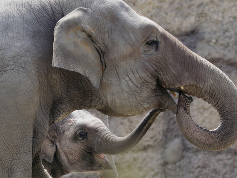Certains zoos prennent des mesures contre le froid