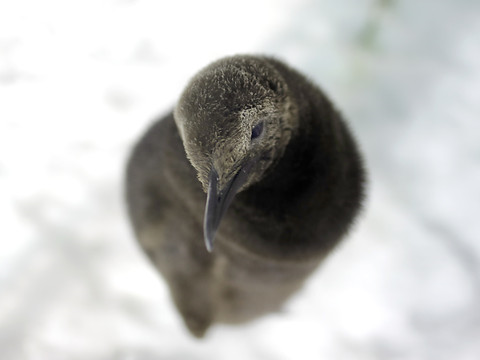 Pour les manchots royaux, l'exil incertain ou la mort
