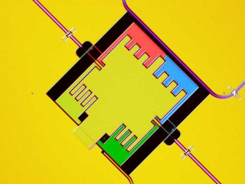 EPFZ: la physique quantique pourrait expliquer la photosynthèse