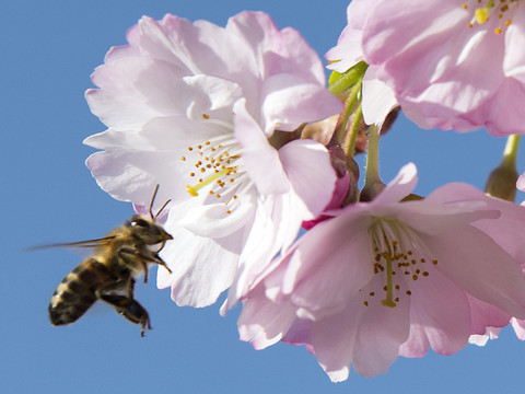 Les abeilles ont souffert des insecticides l'an dernier