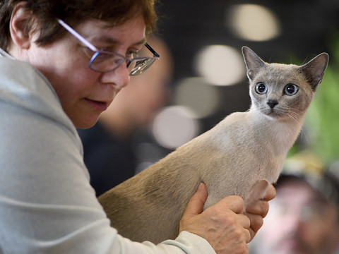Bataille judiciaire autour d'un chat depuis 2014