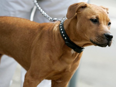 Découverte d'appâts suspects pour chiens à Courtételle (JU)