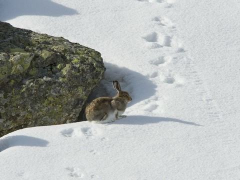 Les changements climatiques poussent le lièvre variable en altitude