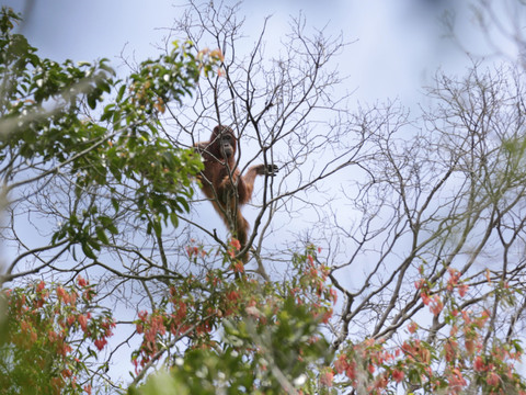 De Madagascar à l'Amazonie, le réchauffement pourrait menacer jusqu'à 50% des espèces
