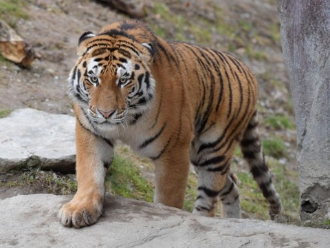 Un jeune tigre de Sibérie s'installe au zoo de Zurich