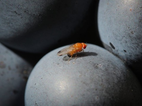 Agroscope: percée dans la lutte contre la mouche suzukii