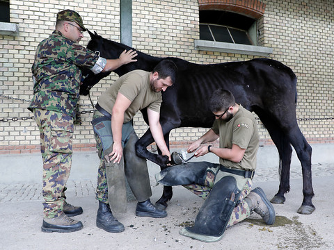 Le National veut sauver les chevaux de l'armée