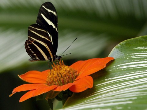 Début du forum mondial sur la biodiversité en Colombie