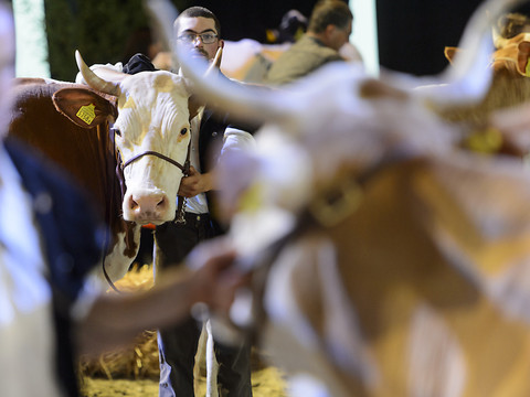 Critiques et louanges de la Protection suisse des animaux (PSA)