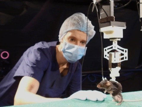 Rats paraplégiques à l'EPFL: zone cérébrale clé identifiée