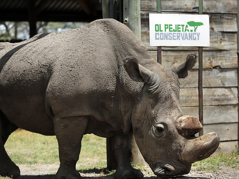 Kenya: mort du dernier rhinocéros blanc du Nord mâle