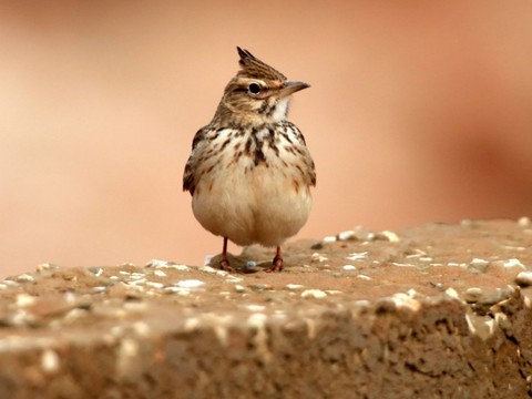 Baisse dramatique des oiseaux dans les campagnes françaises