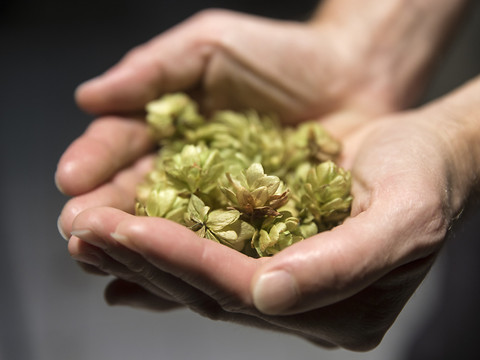 De la bière OGM au bon goût de houblon mais sans houblon