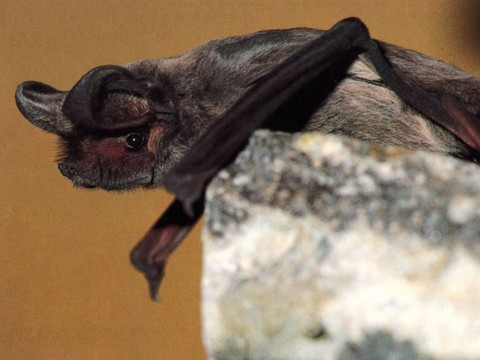 Collisions entre chauves-souris et éoliennes facilement évitables