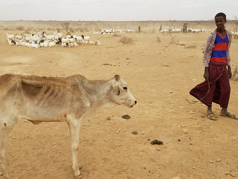 Avec les conflits et la sécheresse, le spectre de la famine avance