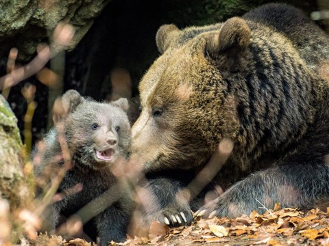 Les ourses gardent leurs petits comme bouclier contre les chasseurs