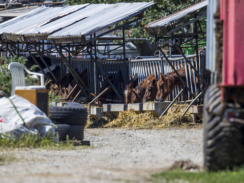 L'éleveur thurgovien qui maltraitait ses chevaux a été débouté
