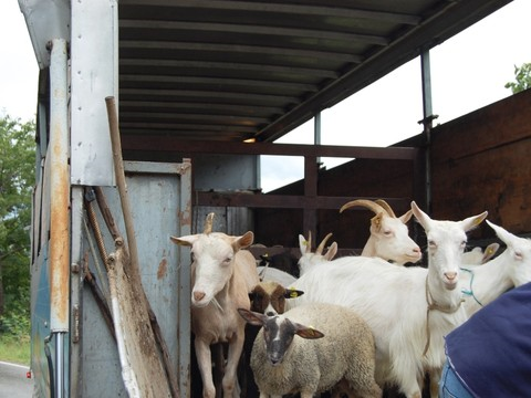 Vers plus de contrôles non annoncés dans les fermes suisses