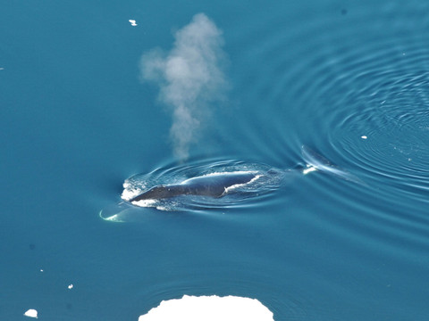 Les baleines boréales, des compositeurs-interprètes prolifiques