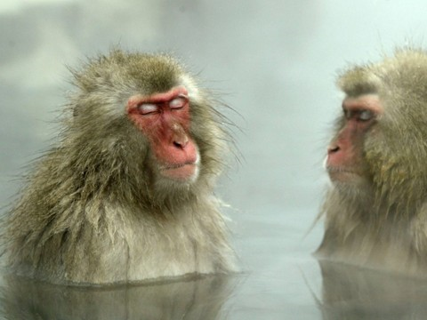 Les singes aussi tirent des bienfaits des sources d'eau chaude