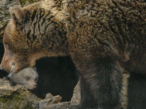Flocon, le nouvel ourson de Juraparc