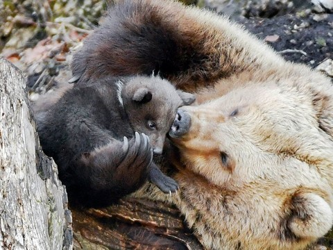 Trois oursons font le printemps à Juraparc