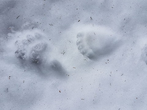 Un ours observé près d'Engelberg (OW)