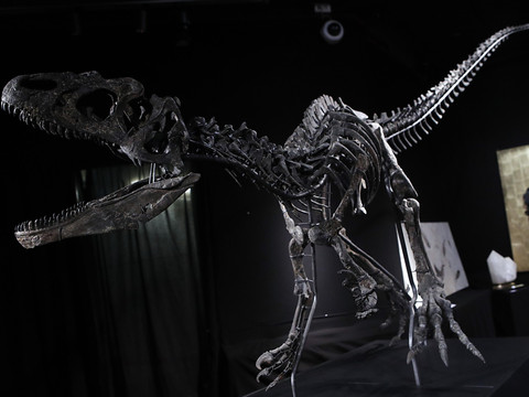Deux squelettes de dinosaures vendus aux enchères à Paris