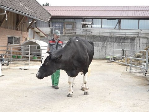 La vache 