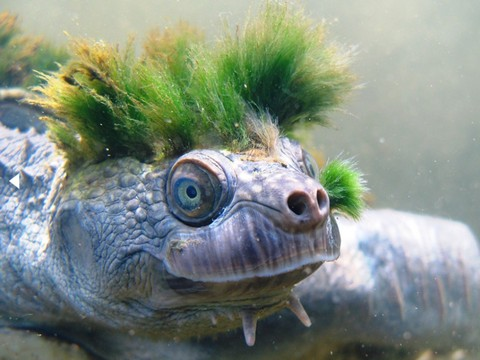 Une tortue australienne punk classée parmi les reptiles menacés