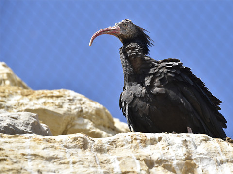 Projet de réintroduction de l'ibis chauve en Suisse
