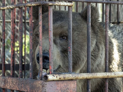 Le dernier ours de cirque de Serbie bientôt à Arosa (GR)