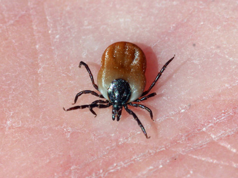 La présence de fourmis réduit le nombre de tiques