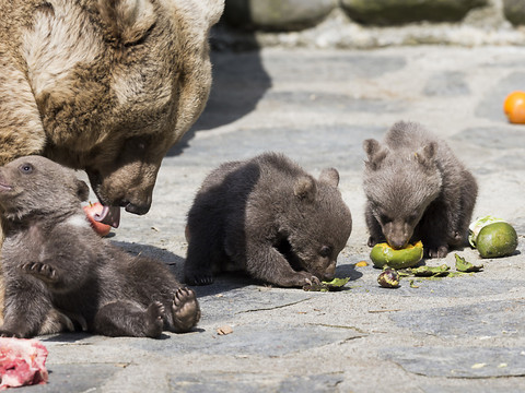Trois oursons parmi les nouveaux pensionnaires du zoo de Servion