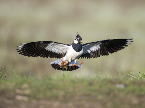 Près de 1500 oiseaux sur la liste rouge mondiale