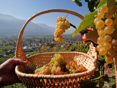 La part de marché des vins suisses reste stable